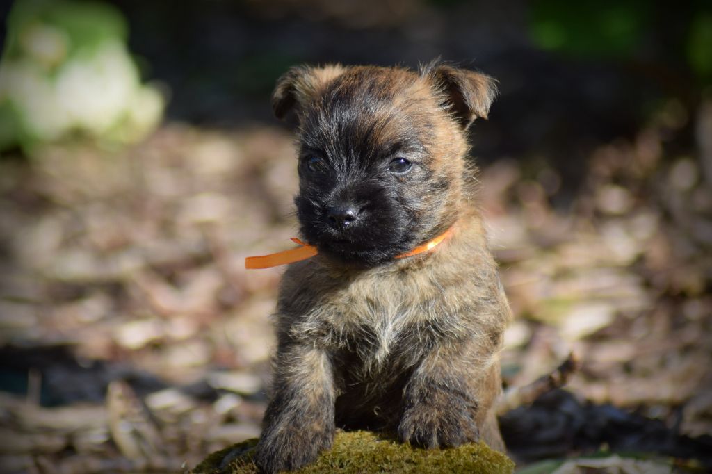 de la vallée Caid - Chiot disponible  - Cairn Terrier