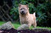  - Chiot Mâle Cairn Terrier LOF