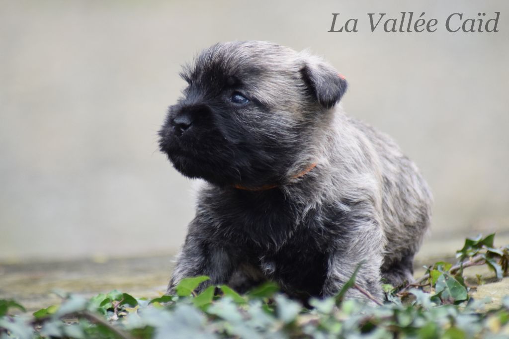 de la vallée Caid - Chiot disponible  - Cairn Terrier