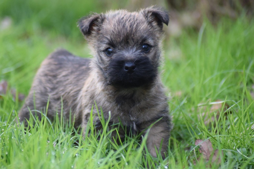 de la vallée Caid - Chiot disponible  - Cairn Terrier