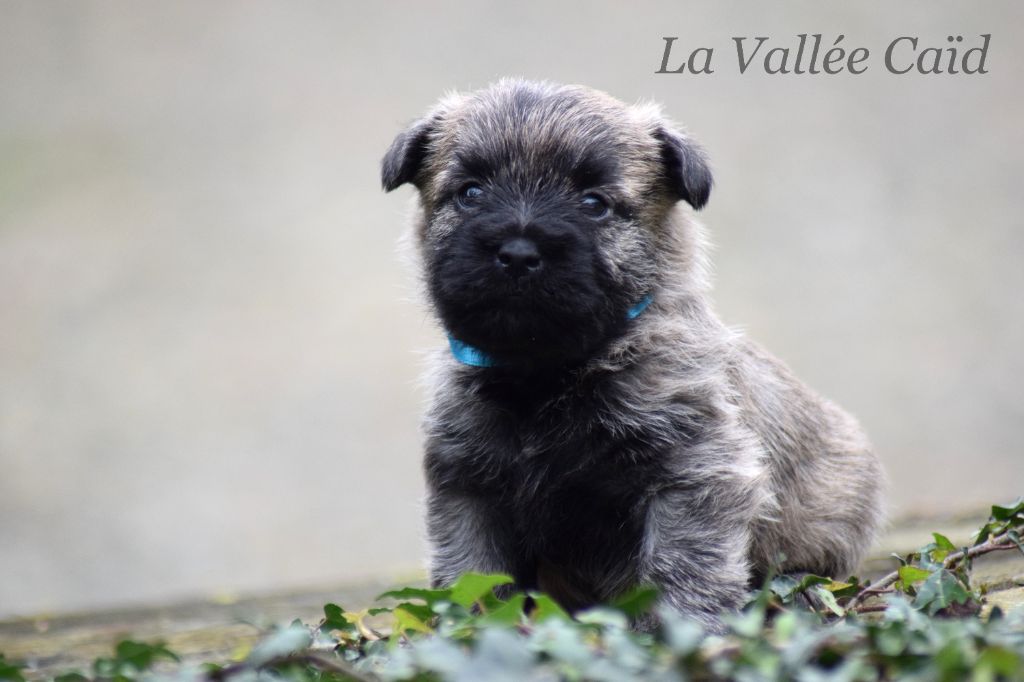 de la vallée Caid - Chiot disponible  - Cairn Terrier