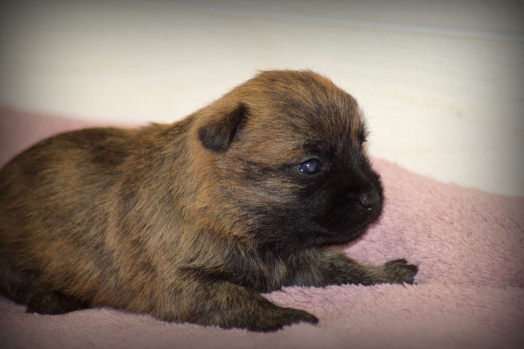 de la vallée Caid - Chiot disponible  - Cairn Terrier