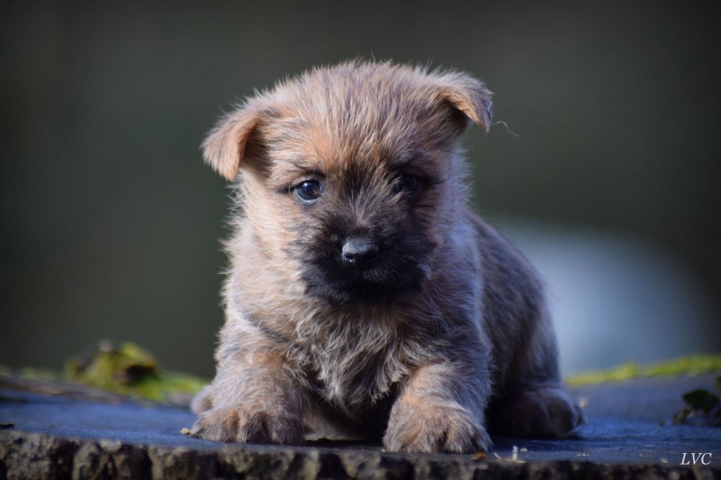 de la vallée Caid - Chiot disponible  - Cairn Terrier