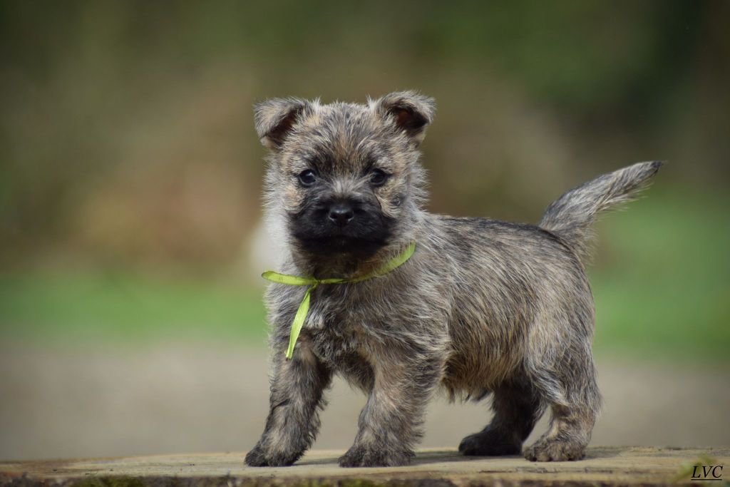 chiot Cairn Terrier de la vallée Caid