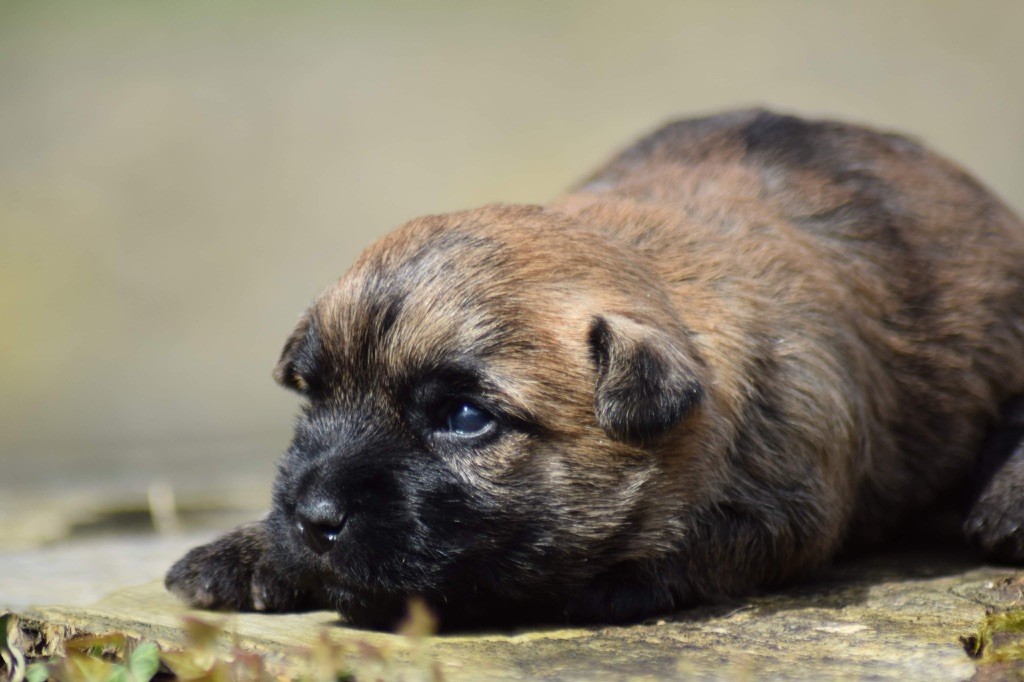 de la vallée Caid - Chiot disponible  - Cairn Terrier