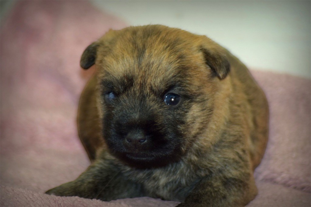 de la vallée Caid - Chiot disponible  - Cairn Terrier