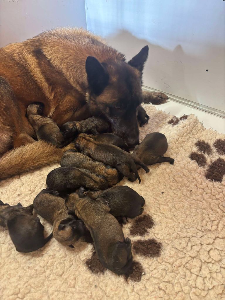 chiot Berger Belge de la vallée Caid