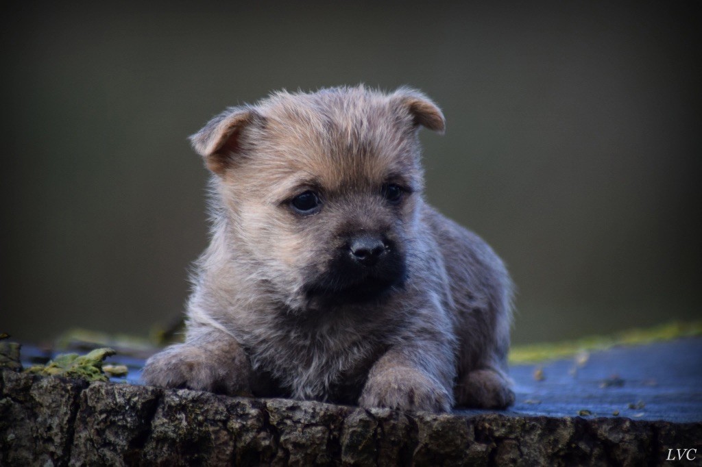 de la vallée Caid - Chiot disponible  - Cairn Terrier