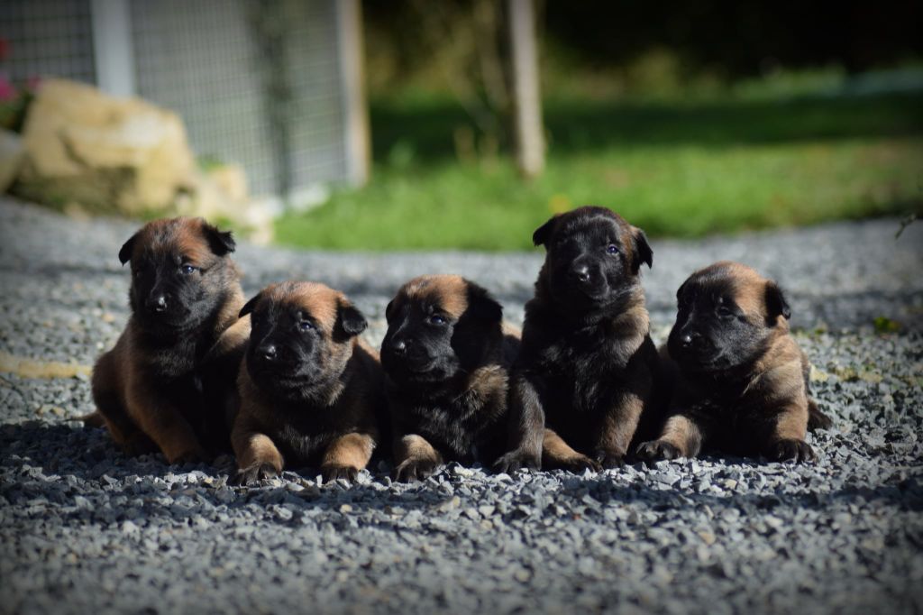 de la vallée Caid - Chiots disponibles à la réservation !