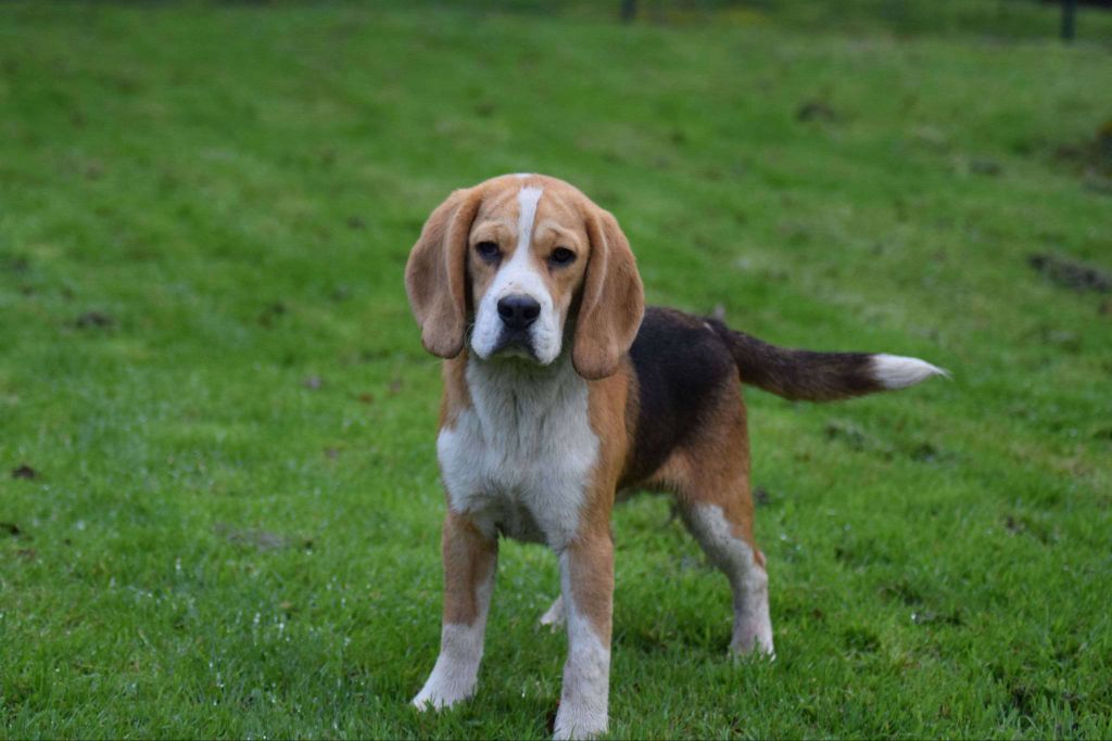 Jeune mâle beagle