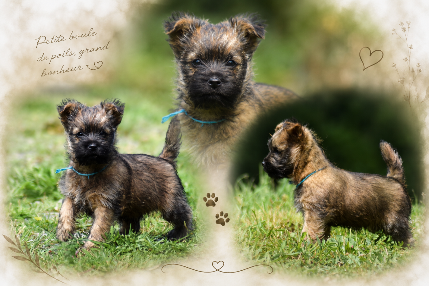 de la vallée Caid - Mâle cairn terrier disponible