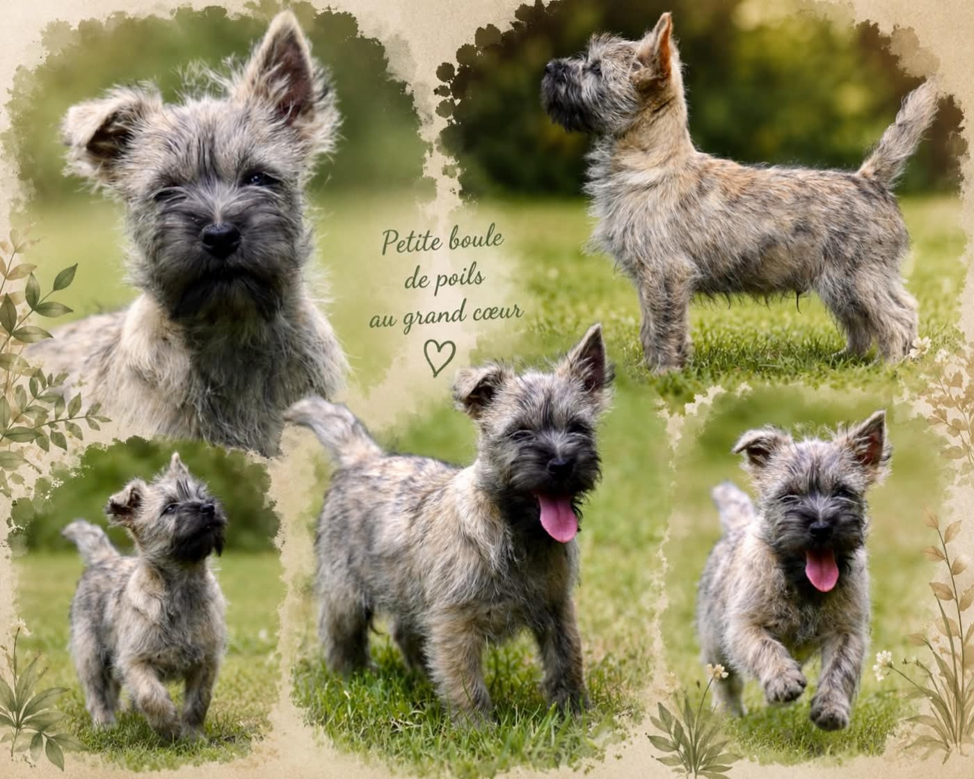 Mâle cairn terrier disponible