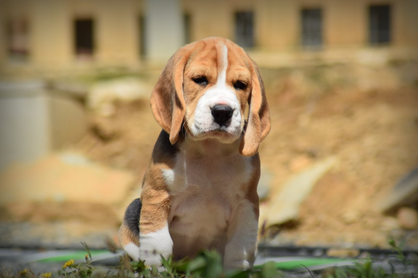 de la vallée Caid - Mâle beagle disponible
