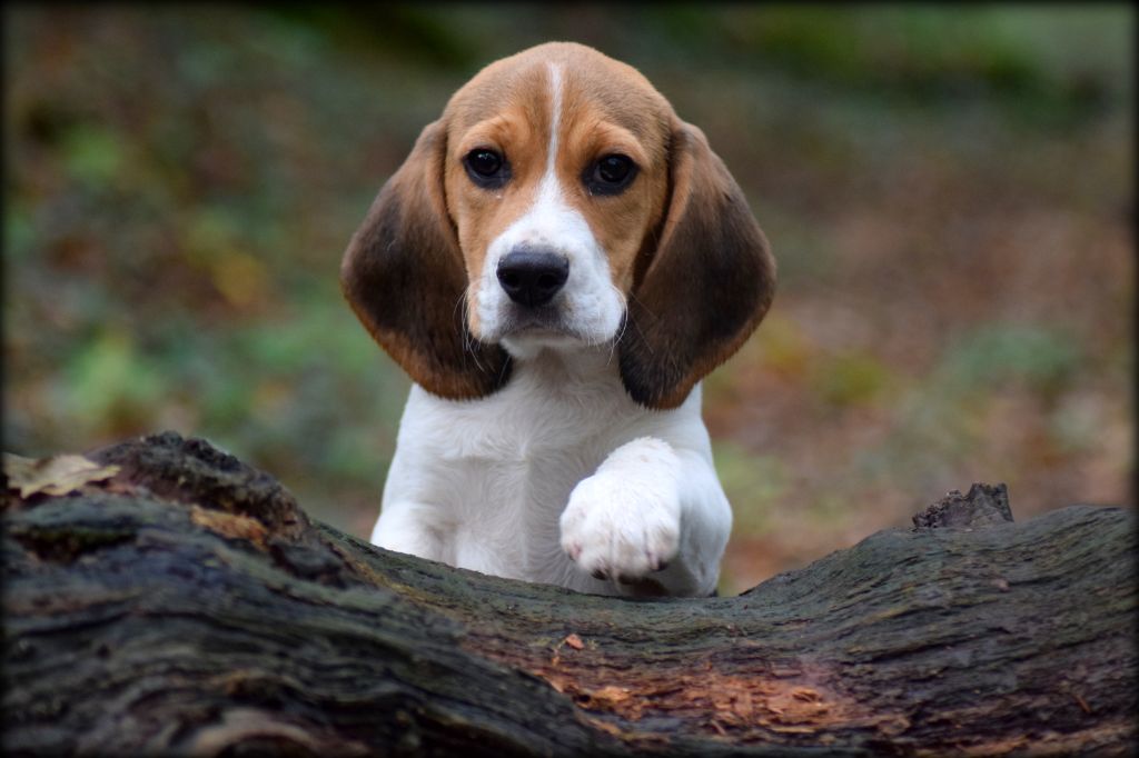 Chiot Beagle de la vallée Caid