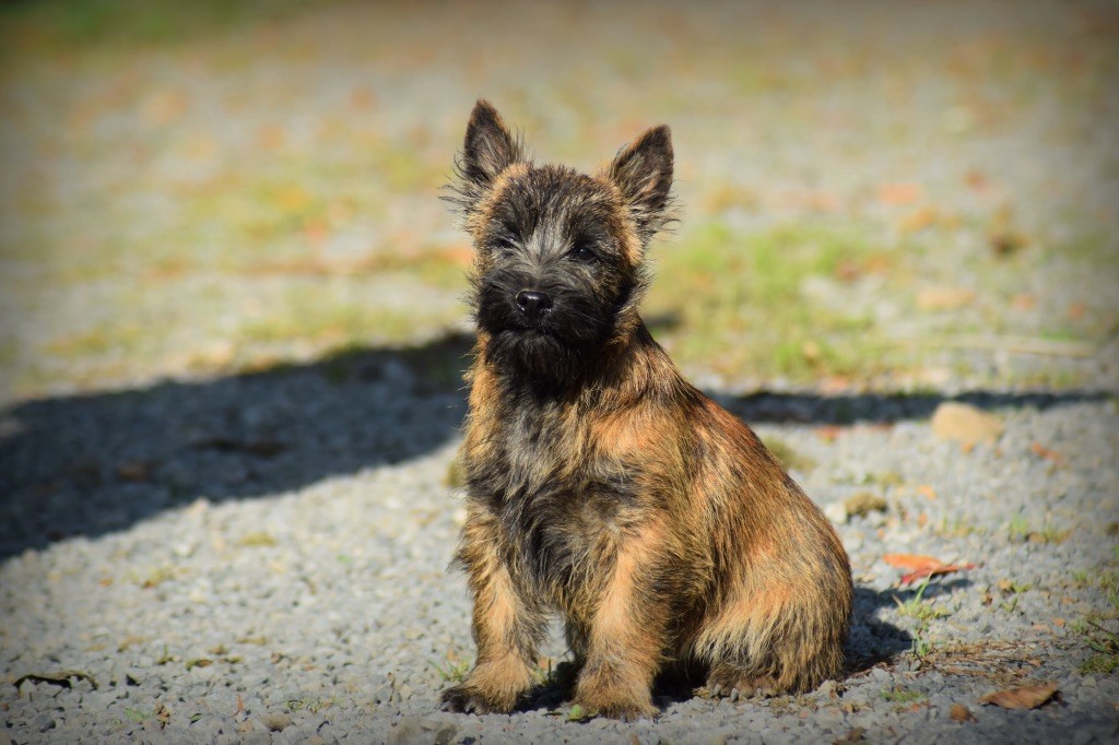 de la vallée Caid - Chiots disponibles - Cairn Terrier