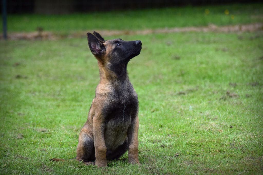 Chiot Berger Belge de la vallée Caid