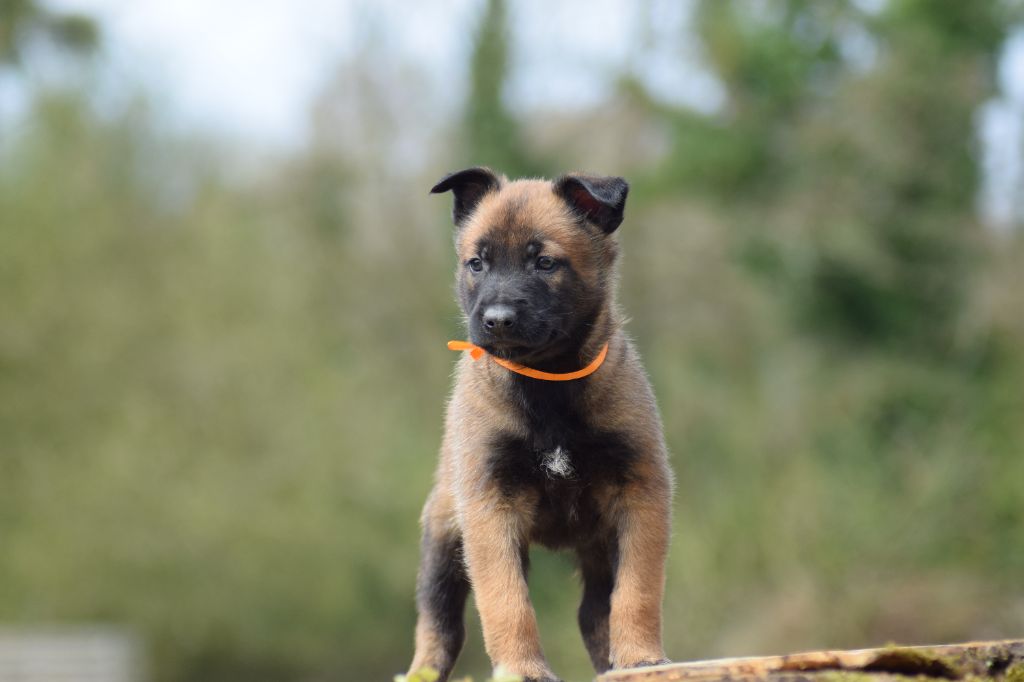 Chiot Berger Belge de la vallée Caid