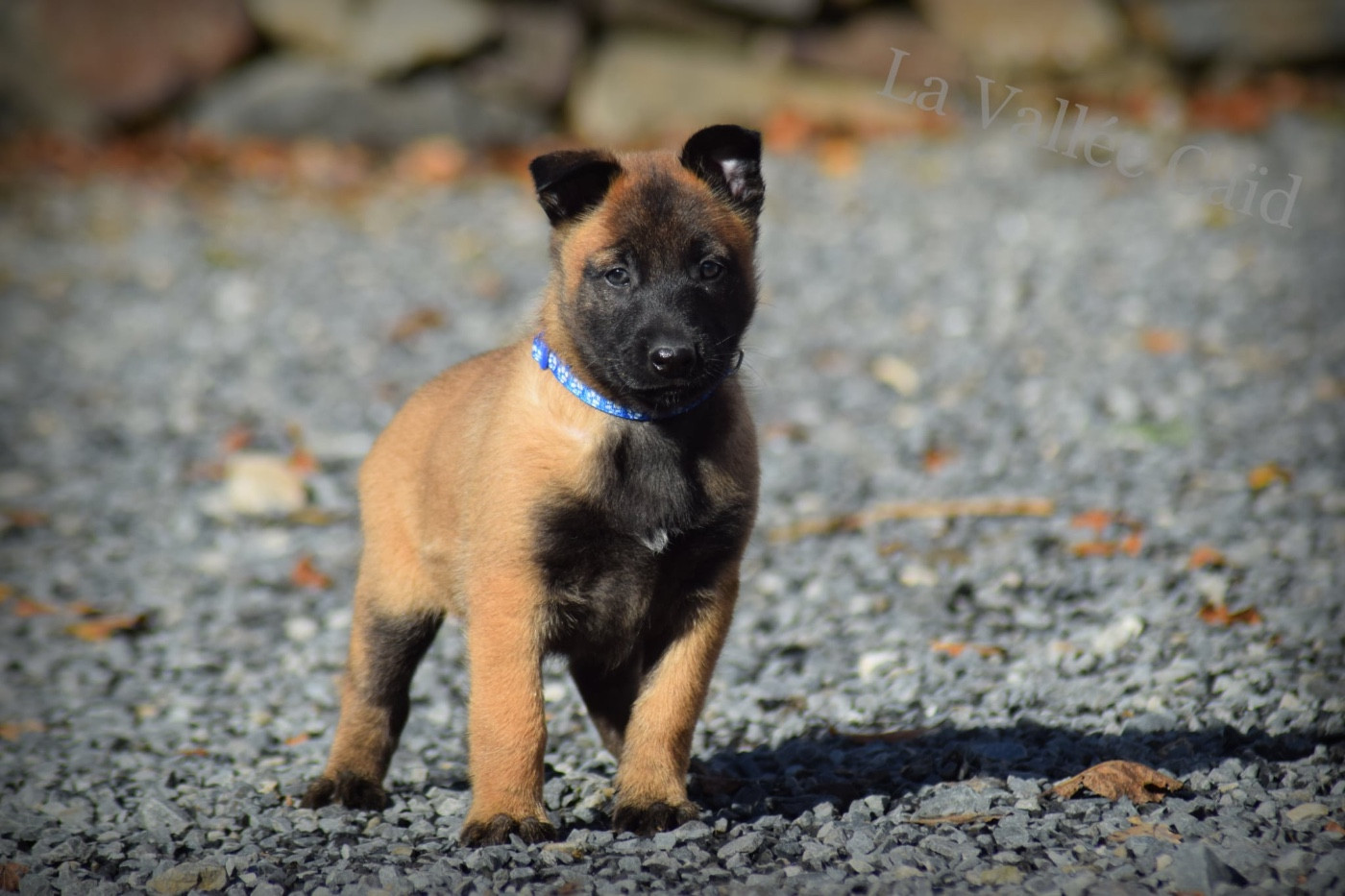 de la vallée Caid - Chiots disponibles - Berger Belge