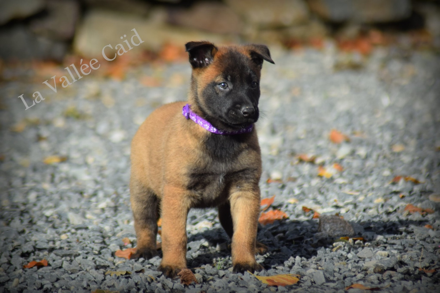 de la vallée Caid - Chiots disponibles - Berger Belge