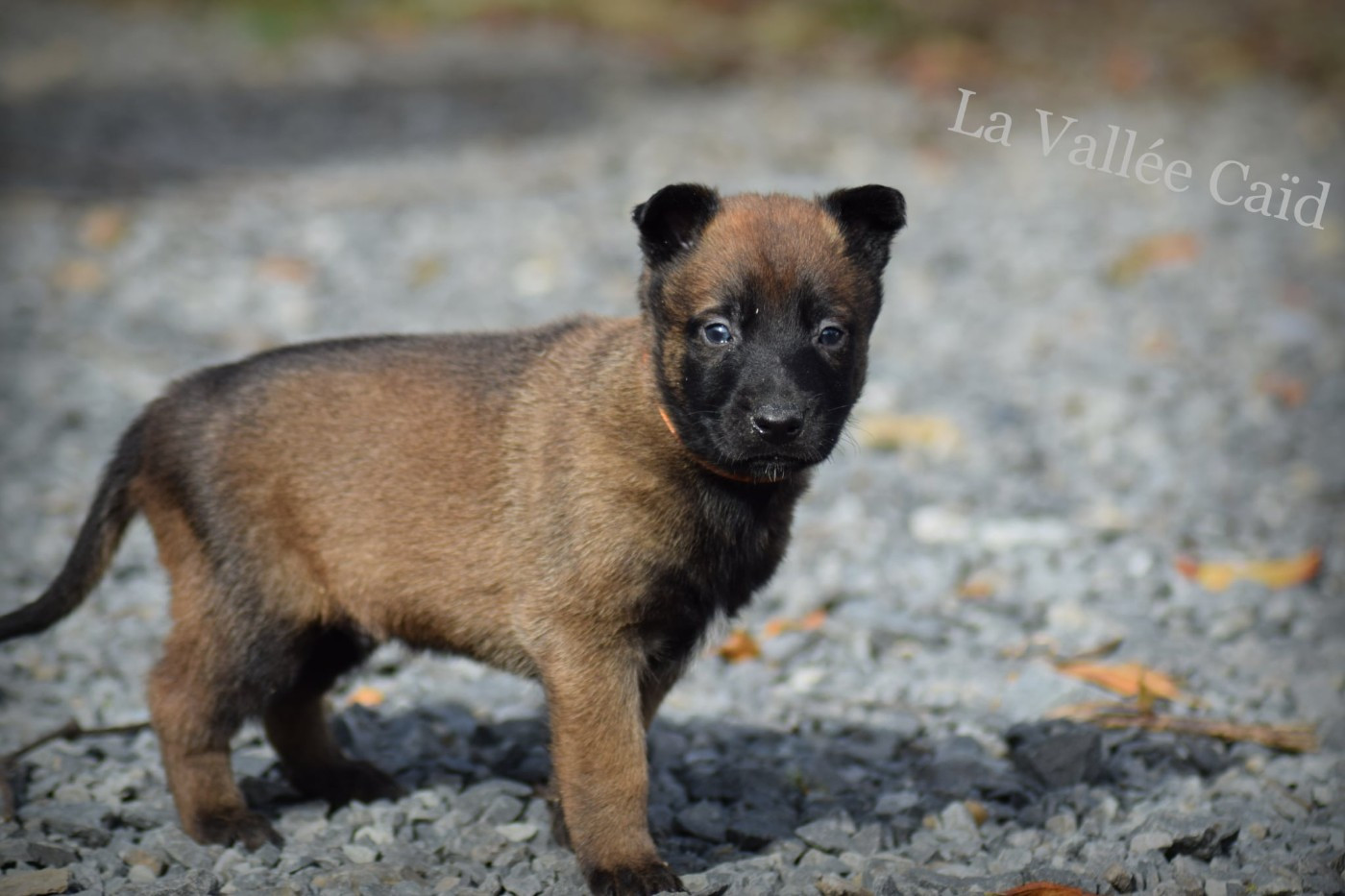 de la vallée Caid - Chiots disponibles - Berger Belge