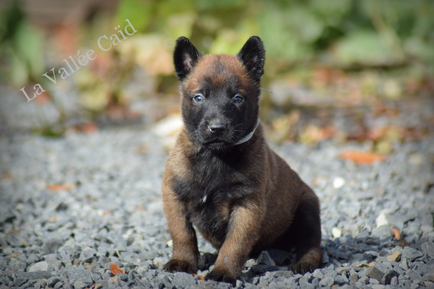 de la vallée Caid - Chiots disponibles - Berger Belge