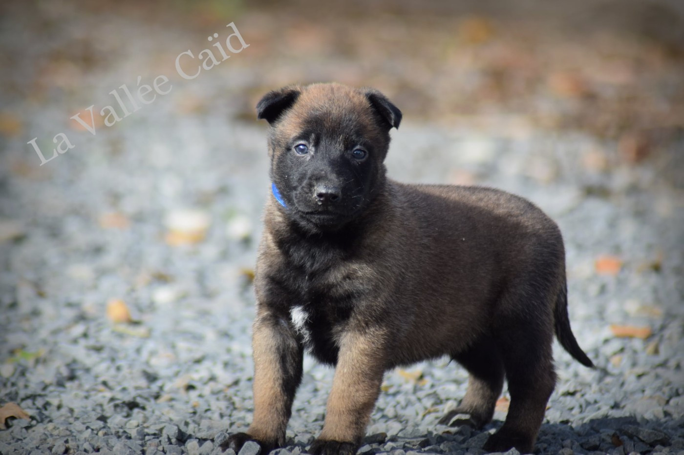 de la vallée Caid - Chiots disponibles - Berger Belge