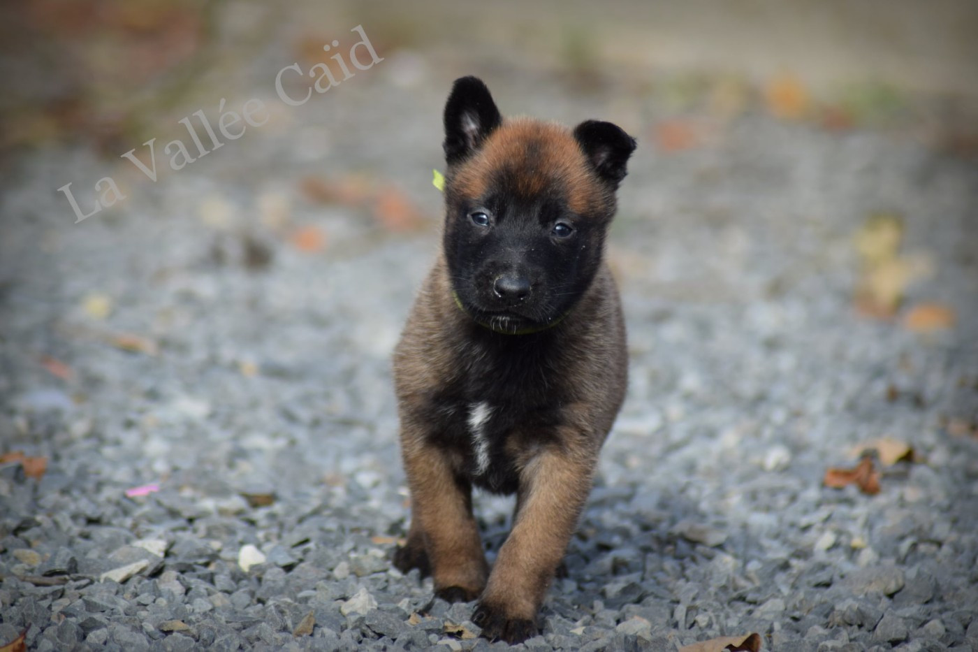 de la vallée Caid - Chiots disponibles - Berger Belge