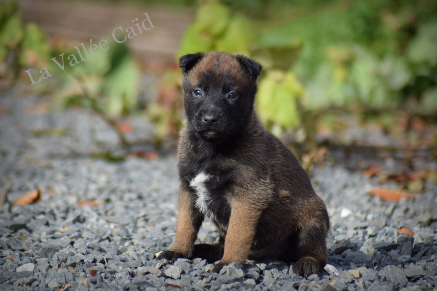 de la vallée Caid - Chiots disponibles - Berger Belge