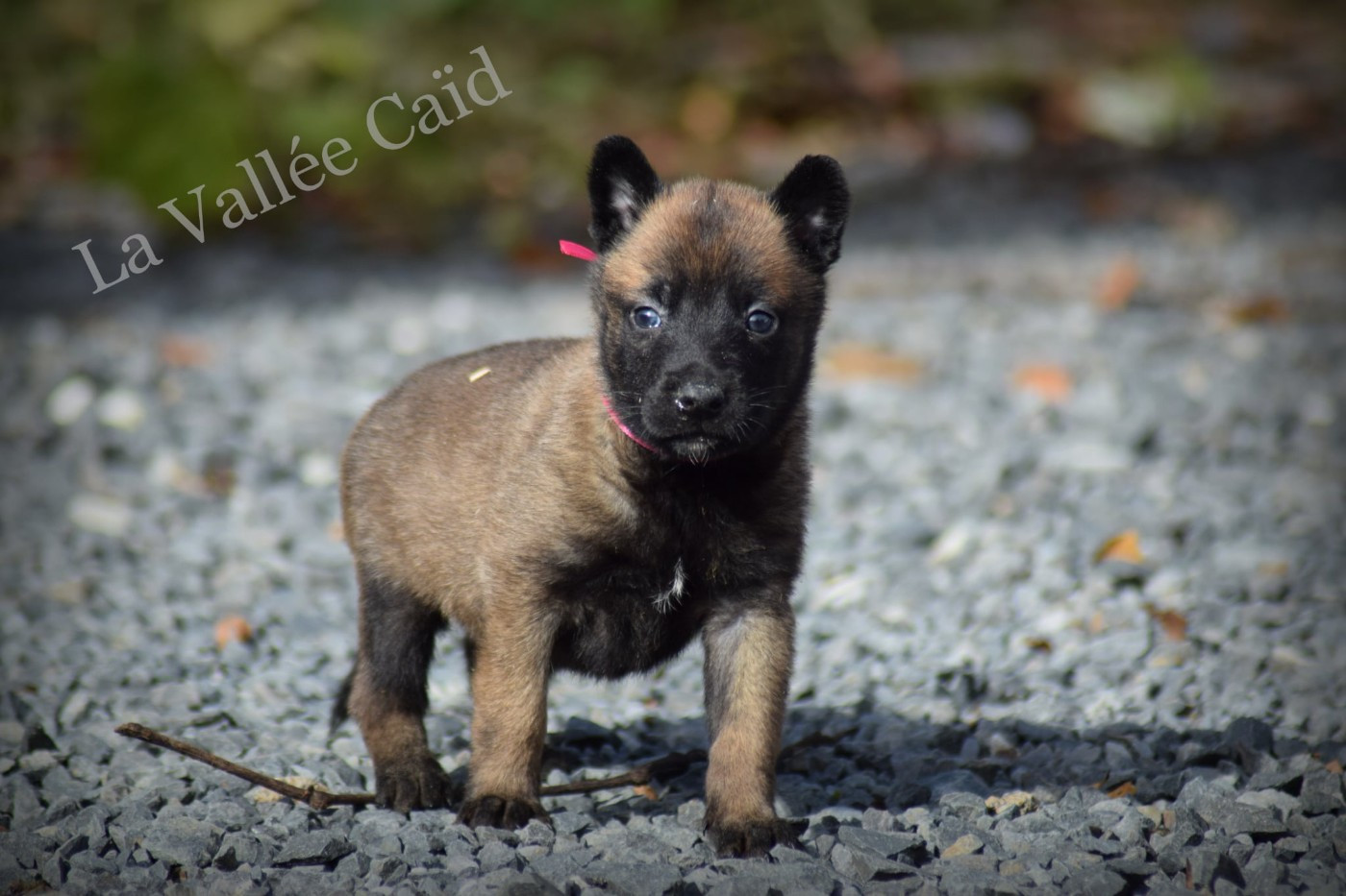 de la vallée Caid - Chiots disponibles - Berger Belge