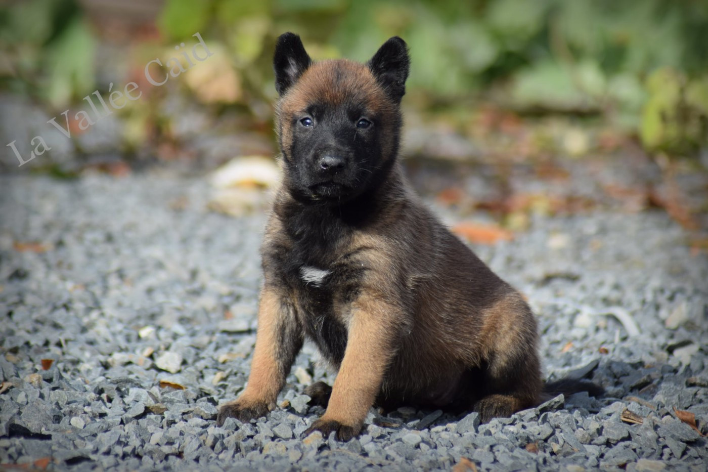 de la vallée Caid - Chiots disponibles - Berger Belge