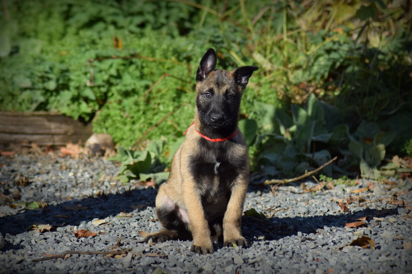 de la vallée Caid - Chiots disponibles - Berger Belge