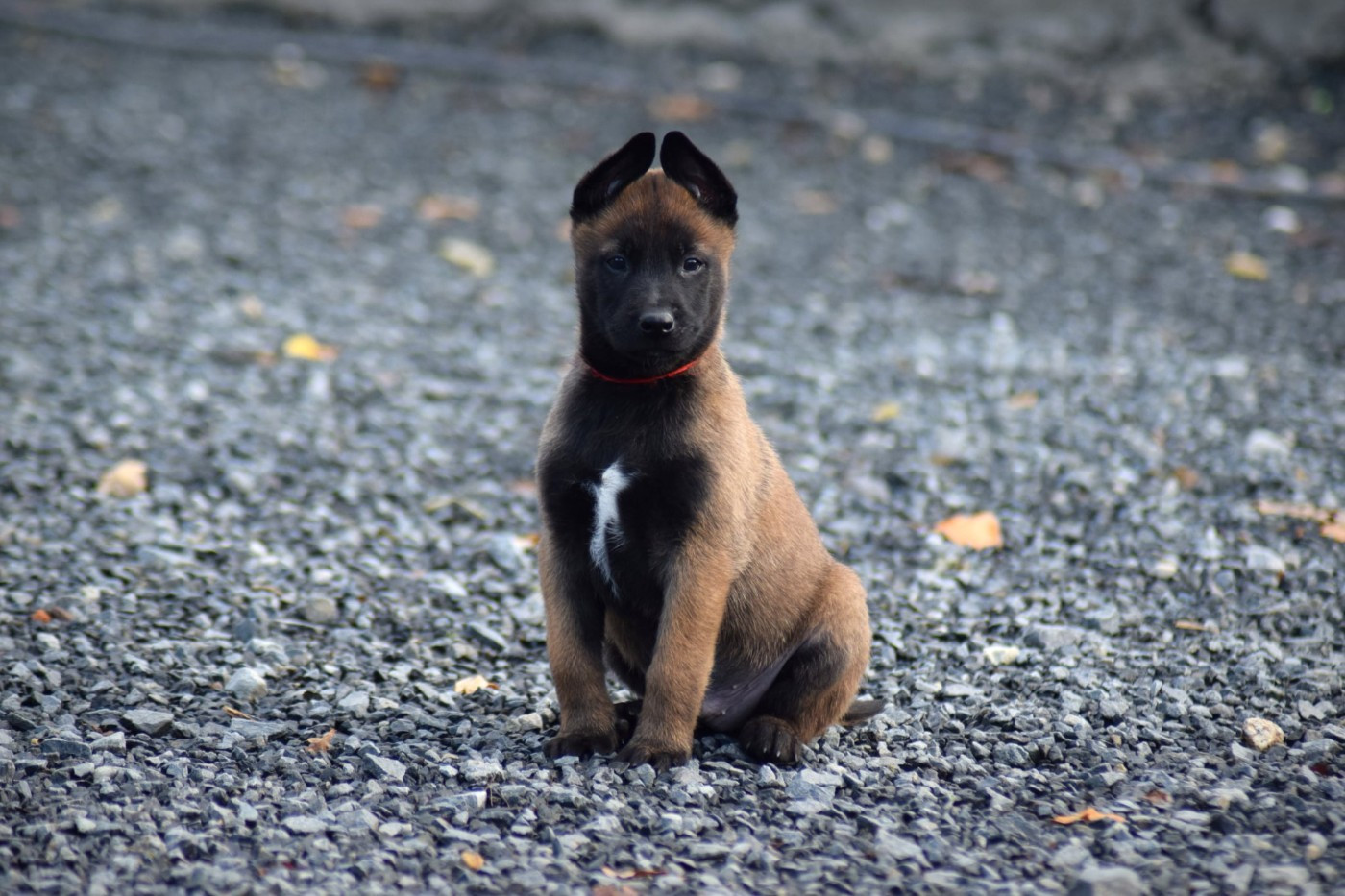 de la vallée Caid - Chiots disponibles - Berger Belge