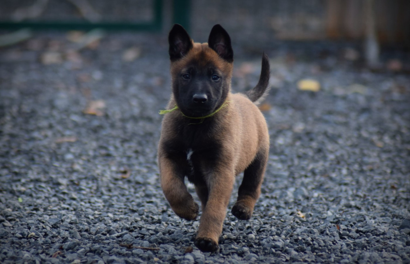 de la vallée Caid - Chiots disponibles - Berger Belge