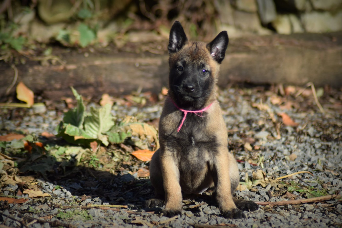 de la vallée Caid - Chiots disponibles - Berger Belge