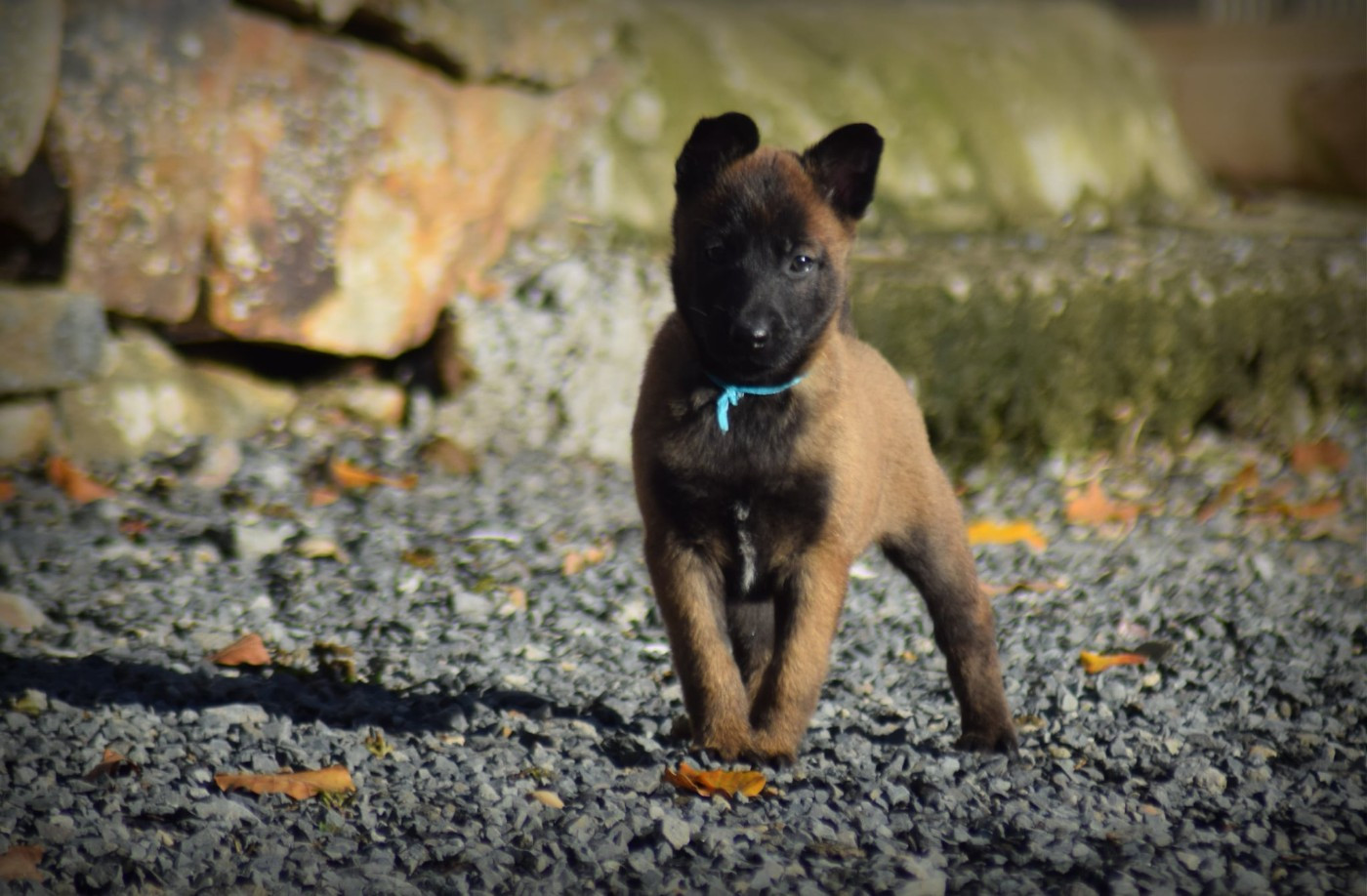 Chiot Berger Belge de la vallée Caid
