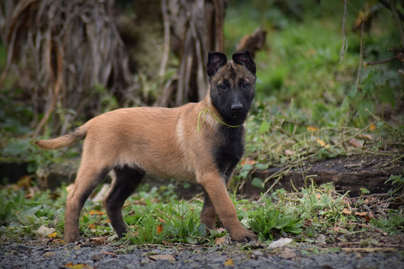 de la vallée Caid - Chiots disponibles - Berger Belge
