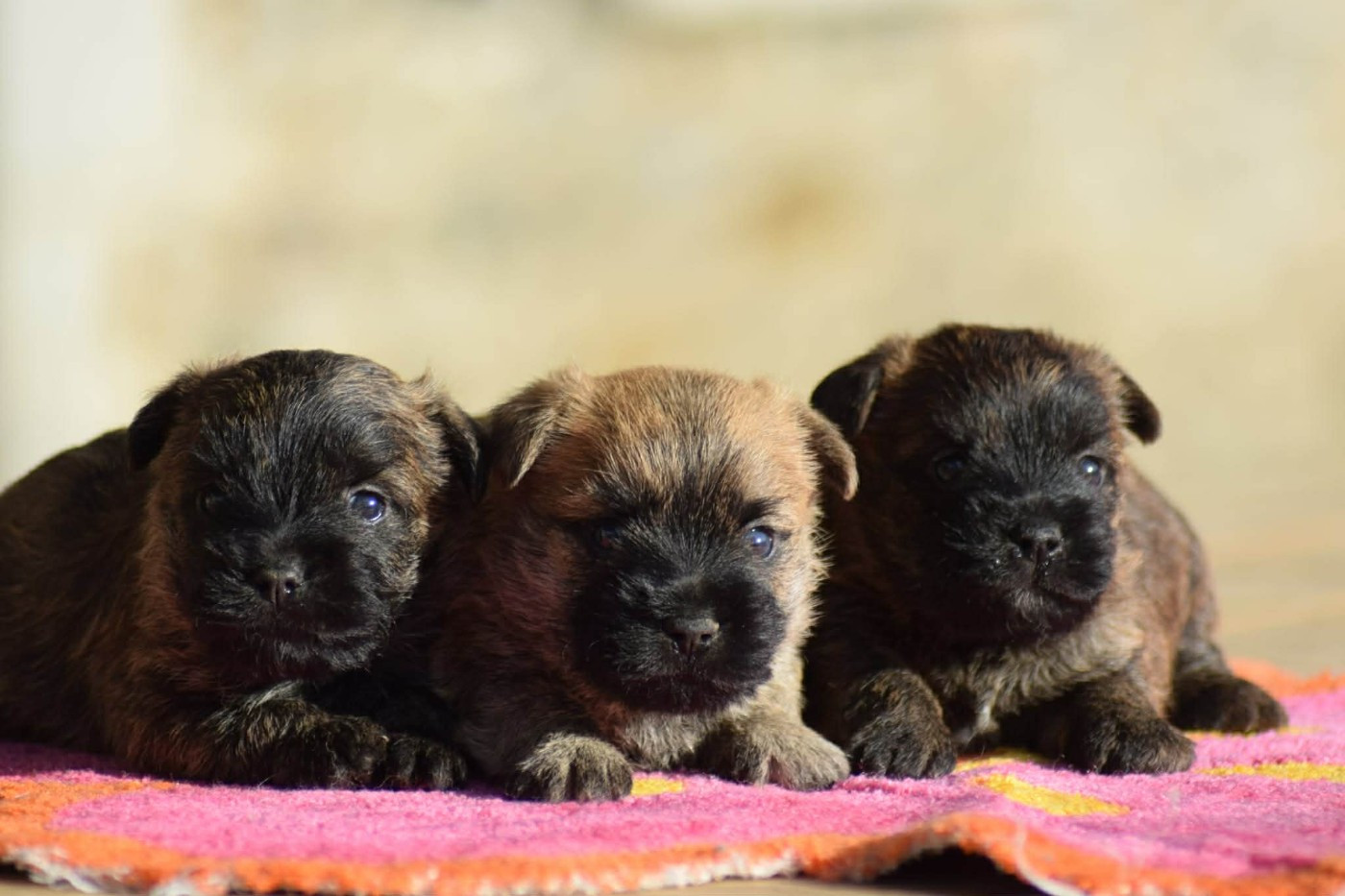 de la vallée Caid - Cairn Terrier - Portée née le 01/11/2025