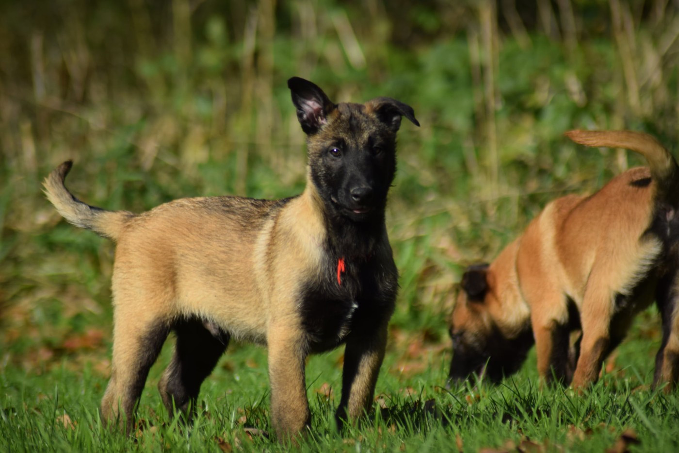 de la vallée Caid - Chiots disponibles - Berger Belge