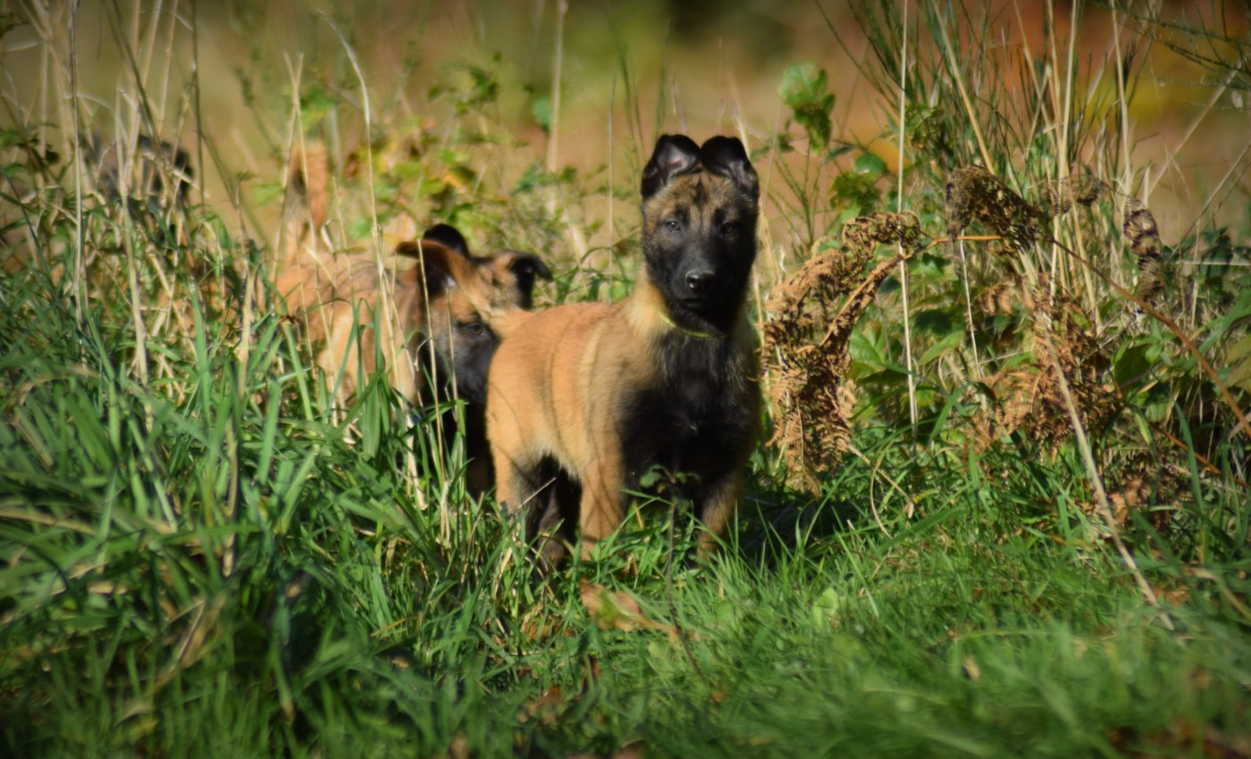 de la vallée Caid - Chiots disponibles - Berger Belge