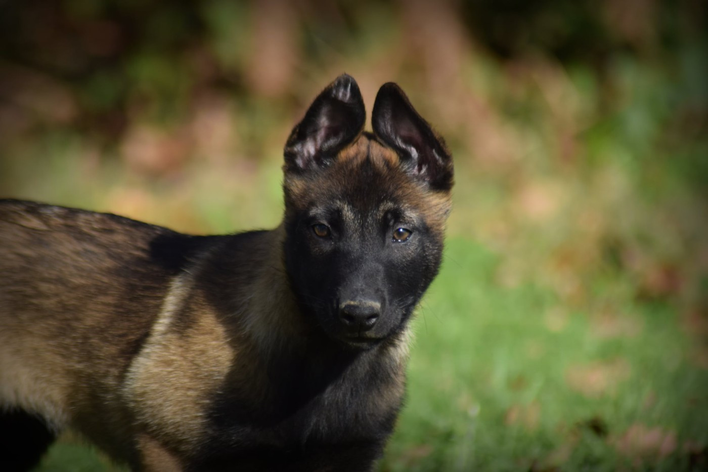 de la vallée Caid - Chiots disponibles - Berger Belge