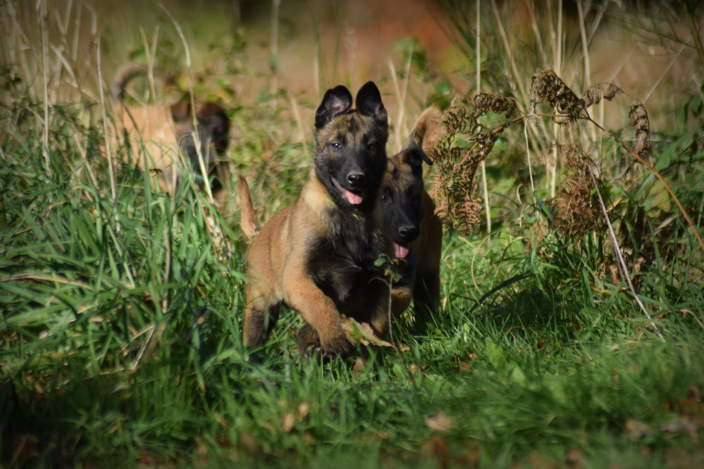 Chiot Berger Belge de la vallée Caid