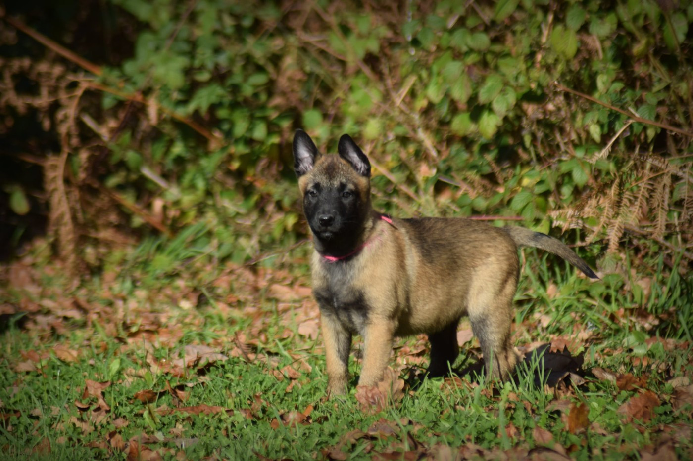 de la vallée Caid - Chiots disponibles - Berger Belge