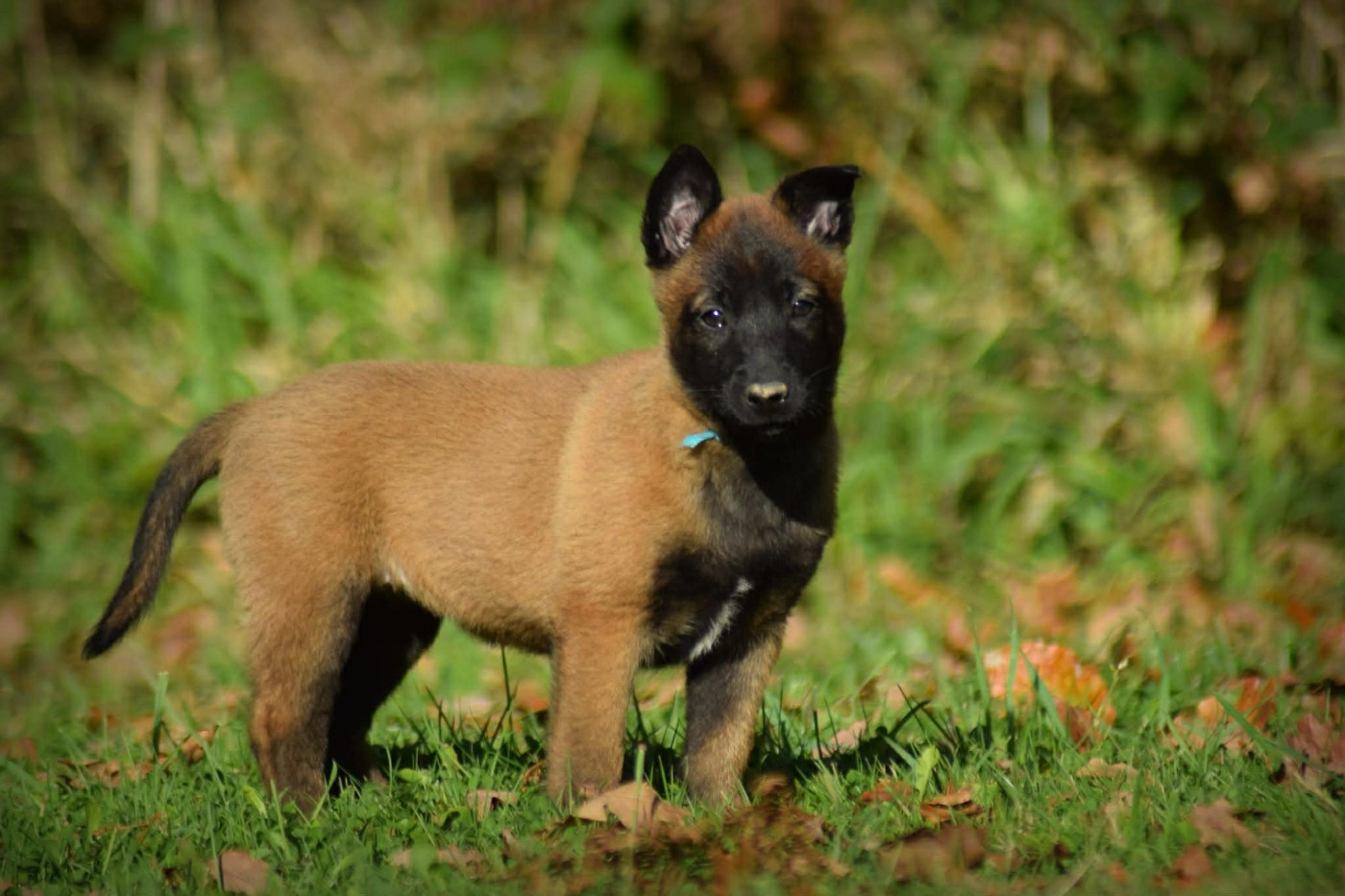 de la vallée Caid - Chiots disponibles - Berger Belge