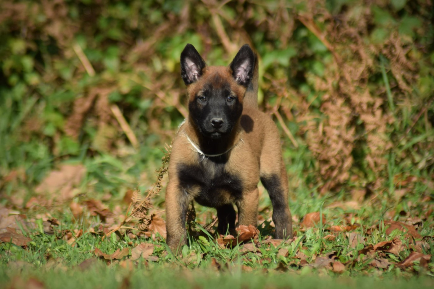 de la vallée Caid - Chiots disponibles - Berger Belge