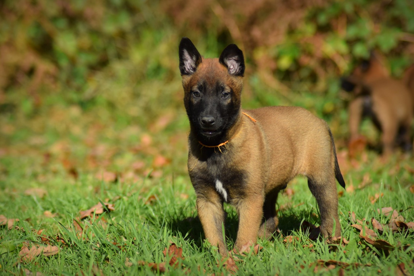 de la vallée Caid - Chiots disponibles - Berger Belge