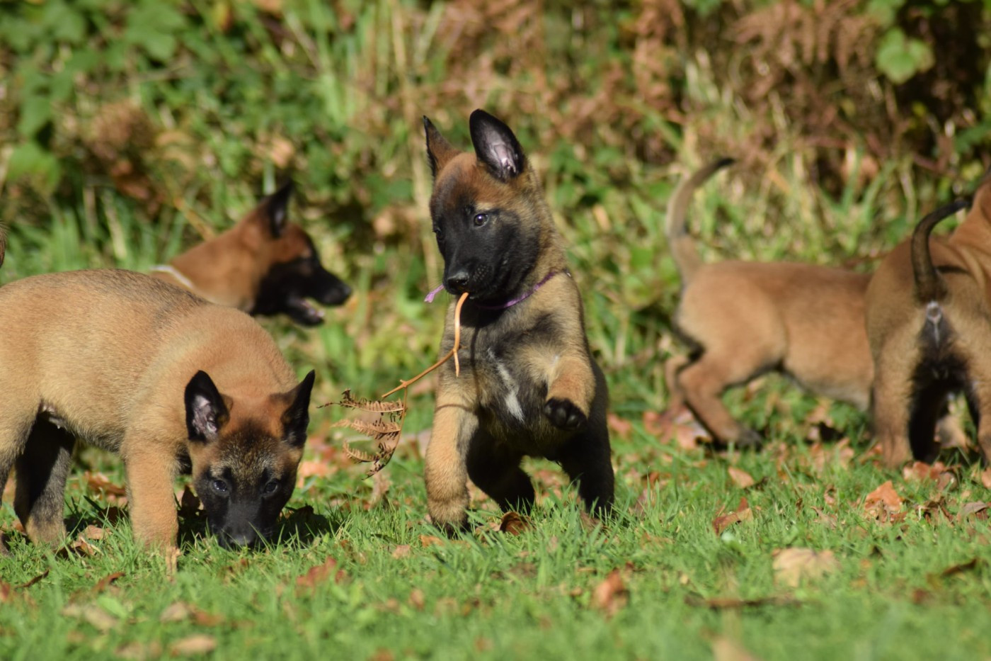 de la vallée Caid - Chiots disponibles - Berger Belge