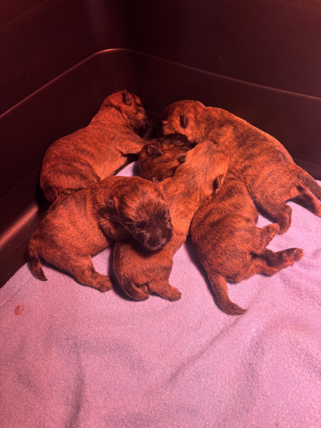 de la vallée Caid - Chiots disponibles - Cairn Terrier