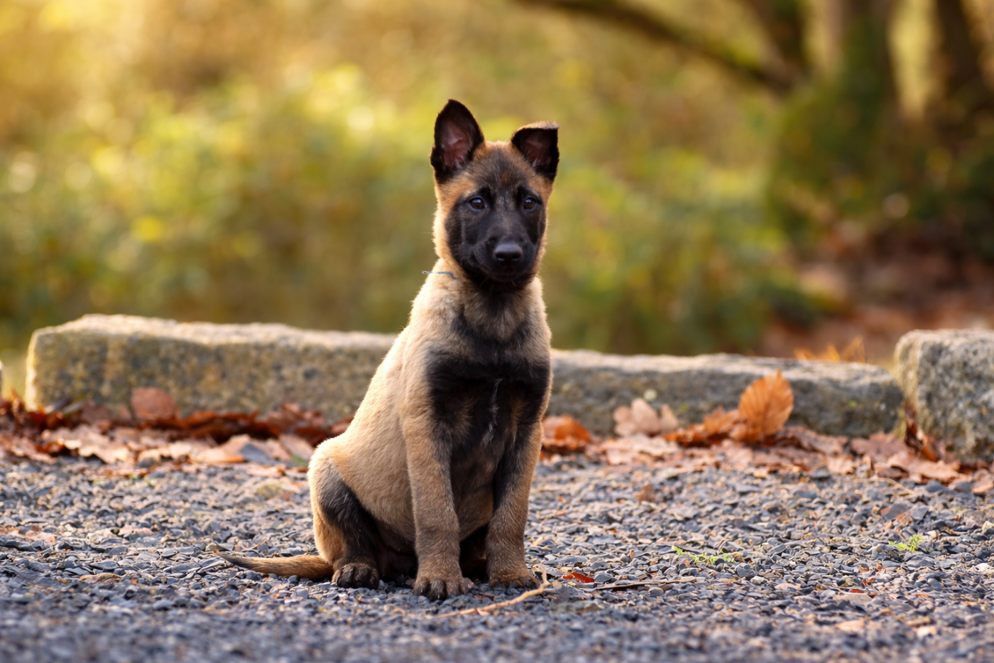 de la vallée Caid - Chiots disponibles - Berger Belge