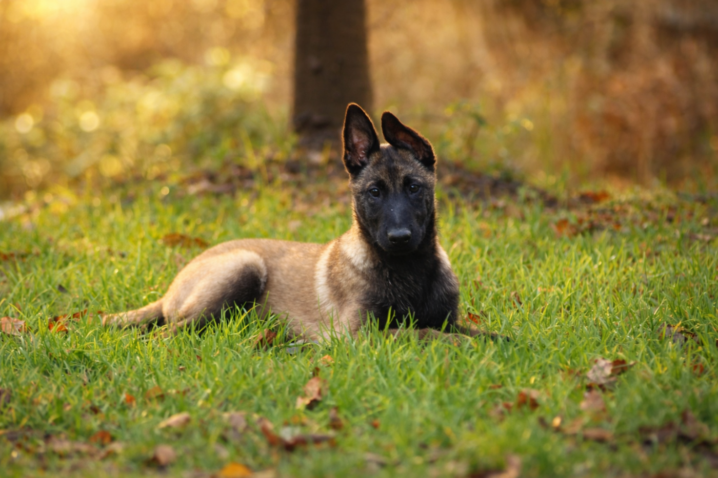 de la vallée Caid - Chiots disponibles - Berger Belge