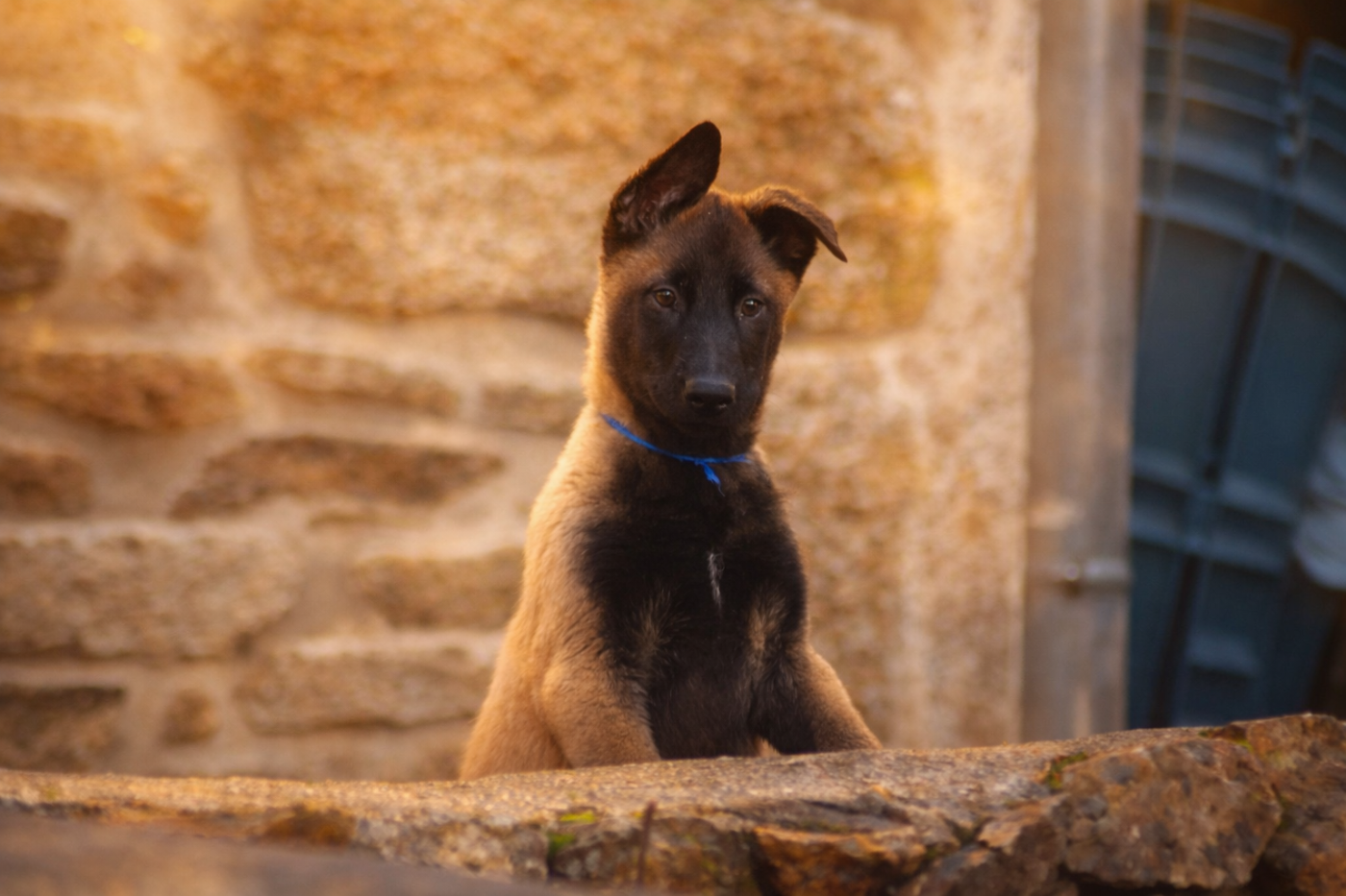 de la vallée Caid - Chiots disponibles - Berger Belge